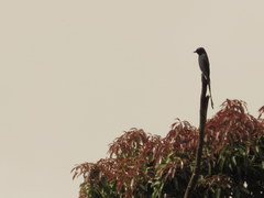 Dicrurus leucophaeus