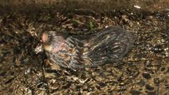 Chrysochloris asiatica