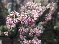 Erica inaequalis