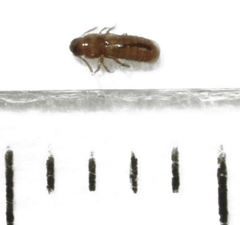 Paratorchus brevipennis