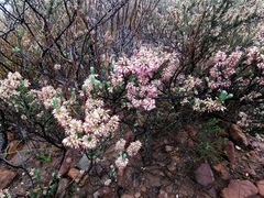 Erica inaequalis