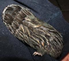 Chrysochloris asiatica