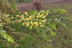 Acacia howittii