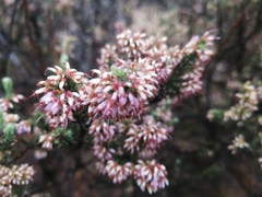 Erica inaequalis