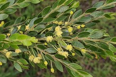 Acacia howittii