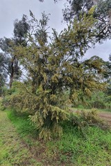 Acacia howittii