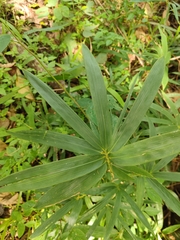 Pseudosasa xishuangbannaensis