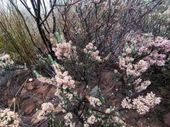Erica inaequalis