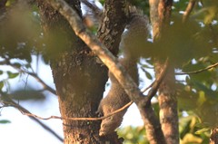 Heliosciurus mutabilis