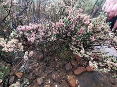 Erica inaequalis
