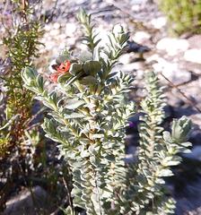 Hermannia trifoliata