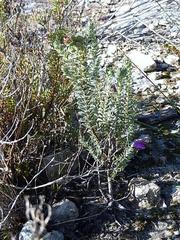 Hermannia trifoliata