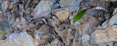 Lachenalia bolusii
