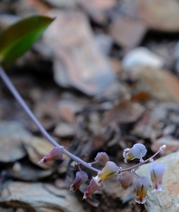 Lachenalia bolusii