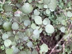 Coprosma rhamnoides