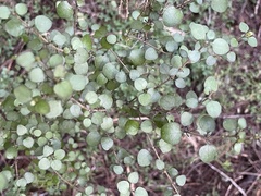 Coprosma rhamnoides