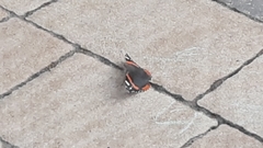 Vanessa atalanta