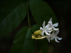 Jasminum coarctatum coarctatum