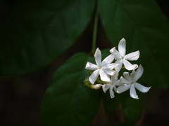 Jasminum coarctatum coarctatum