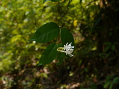 Jasminum coarctatum coarctatum