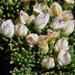 Aspalathus quartzicola - Photo 由 Charles Stirton 所上傳的 (c) Charles Stirton，保留部份權利CC BY-SA