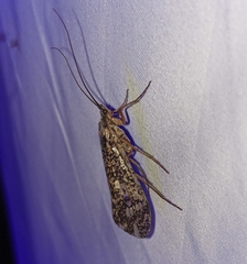 Clistoronia magnifica