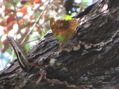 Charaxes brutus natalensis