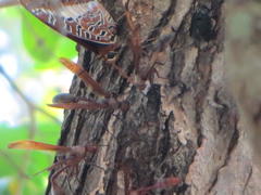 Charaxes brutus natalensis