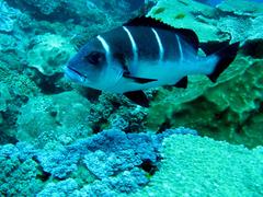 Plectorhinchus playfairi