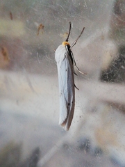 Coscinia chrysocephala