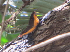 Eurytela dryope angulata