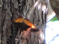 Eurytela dryope angulata