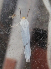 Coscinia chrysocephala