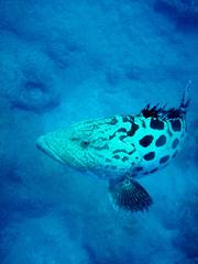 Epinephelus tukula