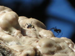 Camponotus cinctellus