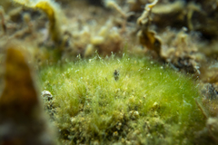 Cladophorales