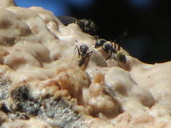 Camponotus cinctellus