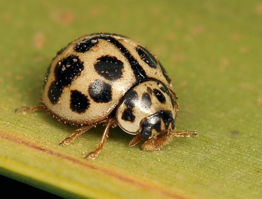 Bulaea anceps
