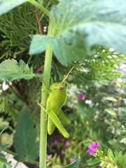 Anacridium aegyptium