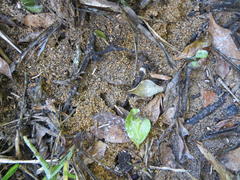 Camponotus cinctellus