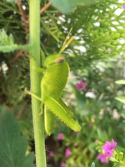 Anacridium aegyptium