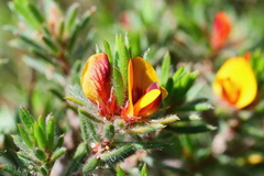 Pultenaea tenuifolia