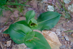Colchicum scabromarginatum