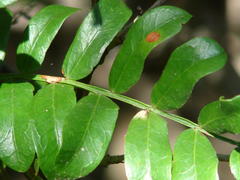 Schotia afra afra