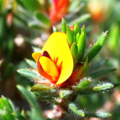 Pultenaea tenuifolia