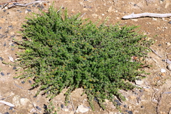 Pultenaea tenuifolia