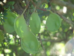 Schotia afra afra