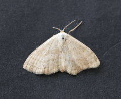 Idaea sylvestraria