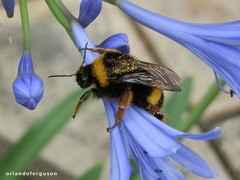 Bombus terrestris lusitanicus