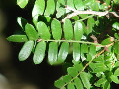 Schotia afra afra